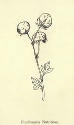 Plumbunnia Nutritiosa
